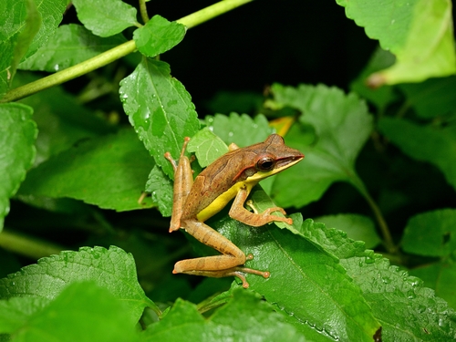 Saddled Tree frog