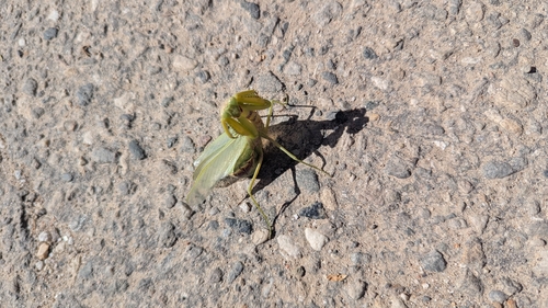 Transcaucasian Giant Mantis