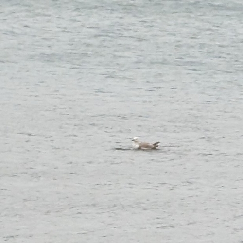 Yellow-legged Gull