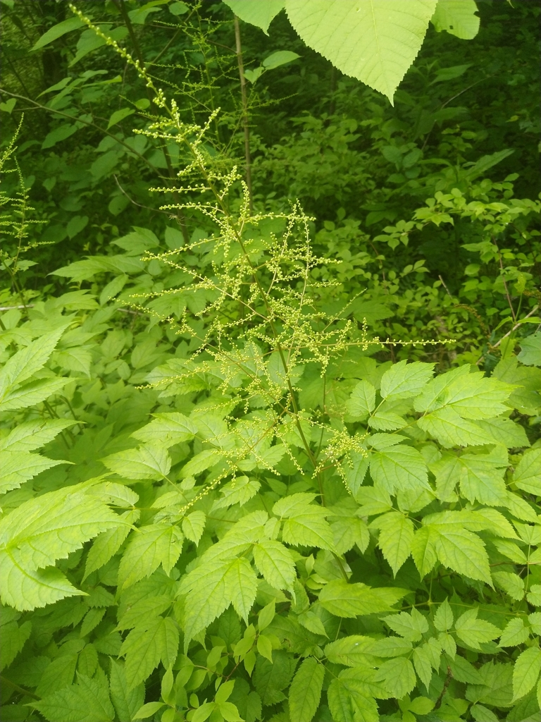 false goatsbeard from Gatlinburg, TN 37738, USA on May 25, 2020 at 11: ...