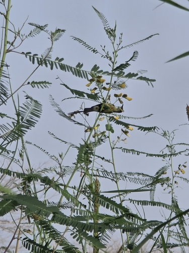 Beautiful Sunbird