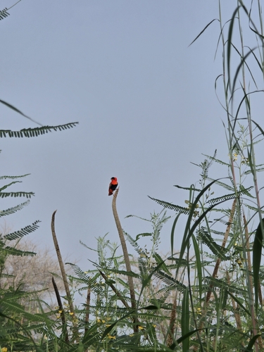 Northern Red Bishop