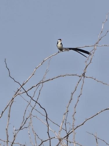 Pin-tailed Whydah