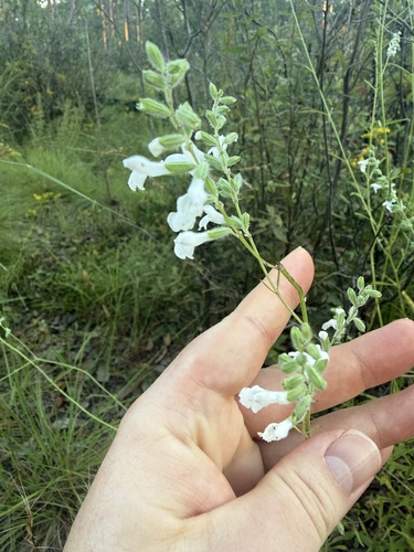 giant blue sage