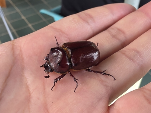 Phyllognathus dionysius