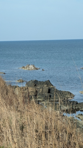 Great Cormorant