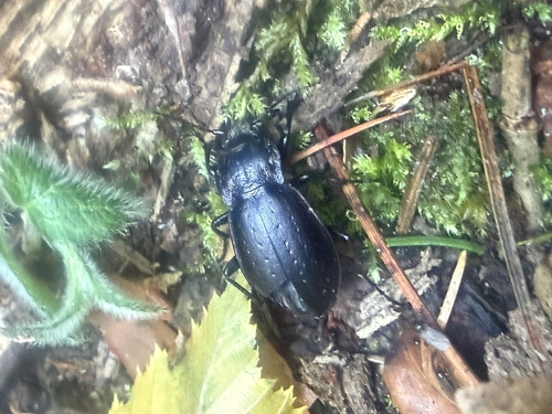 Bronze Ground Beetle