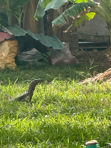 Bengal Monitor