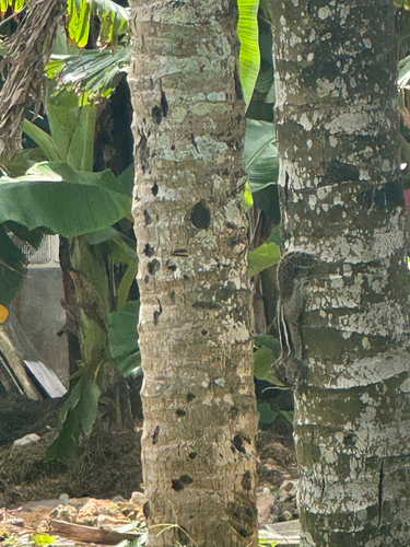 Three-striped Palm Squirrel