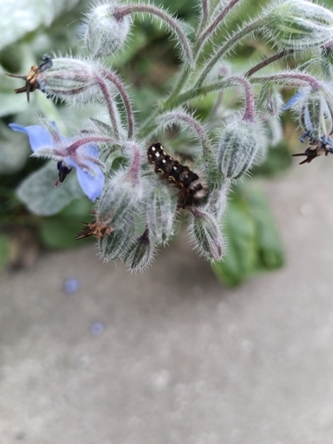 Knot Grass Moth