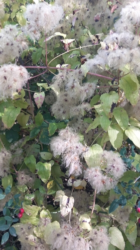 Old man's beard