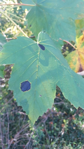 Black Tar Spot
