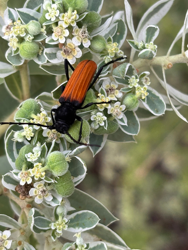 Tragidion coquus