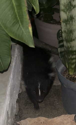 Hooded Skunk observed by nalle_fly