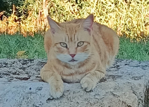 Domestic Cat