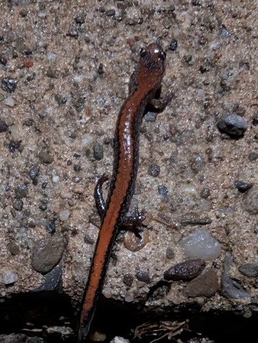 Eastern Red-backed Salamander