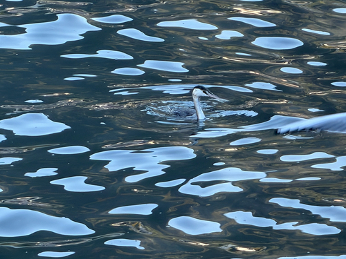Great Crested Grebe