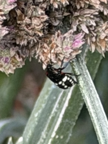 Southern Green Stink Bug
