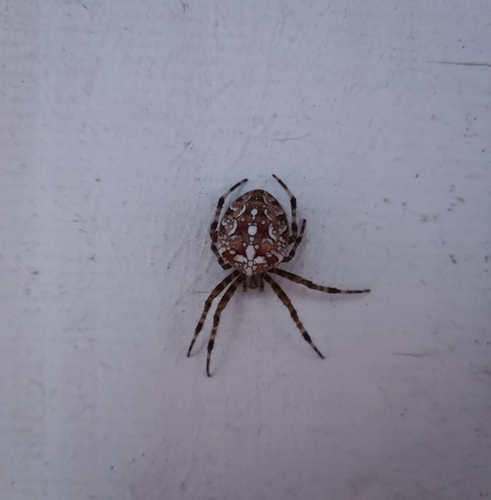 Cross Orbweaver