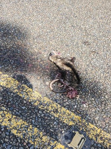 Southern Opossum