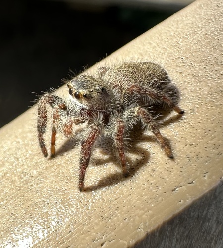 Grayish Jumping Spider