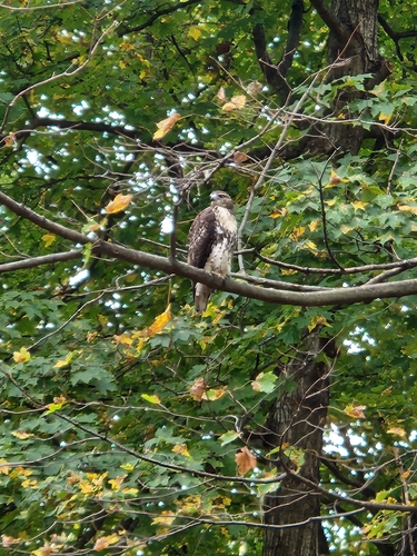 Red-tailed Hawk