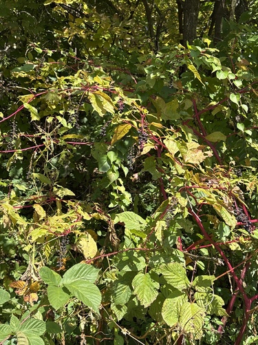 American pokeweed