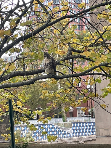 Red-tailed Hawk