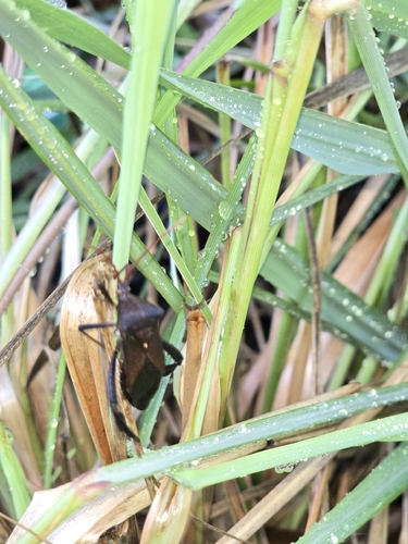 Florida Leaf-footed Bug