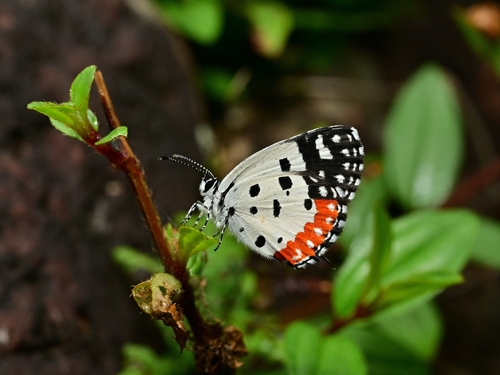 Red Pierrot