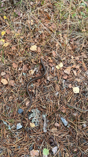 Common Slowworm