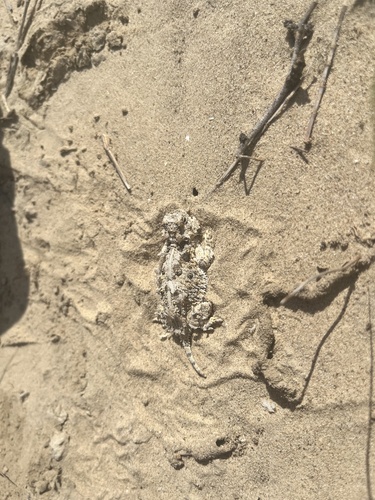Texas Horned Lizard observed by erin34640