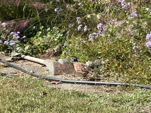 Northern Bobwhite observed by hunter484