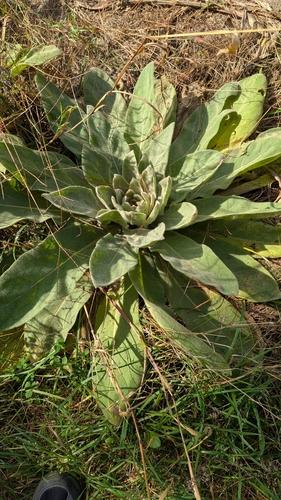 great mullein