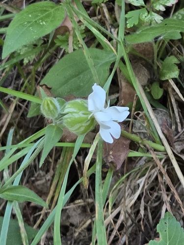 white campion