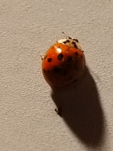 Asian Lady Beetle