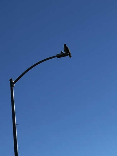Red-tailed Hawk