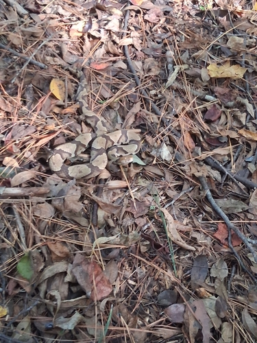 Eastern Copperhead