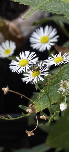 Common European Greenbottle Fly