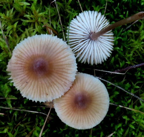 Mycena zephirus