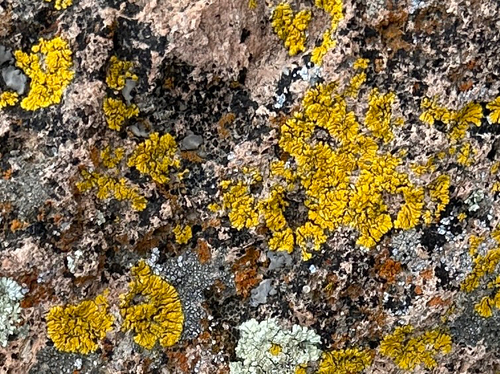 Mexican Yolk Lichen