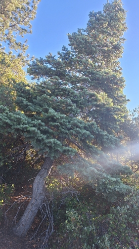 white fir