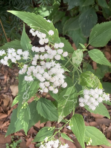 white snakeroot