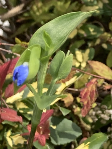 Asiatic dayflower