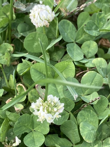 white clover