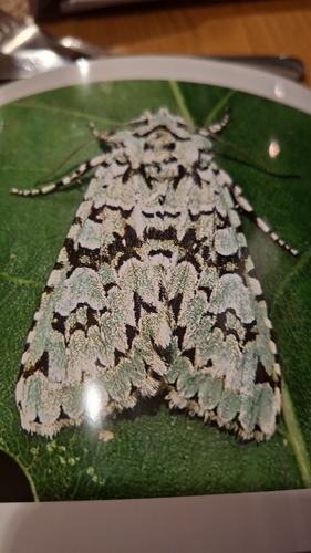 Merveille du Jour