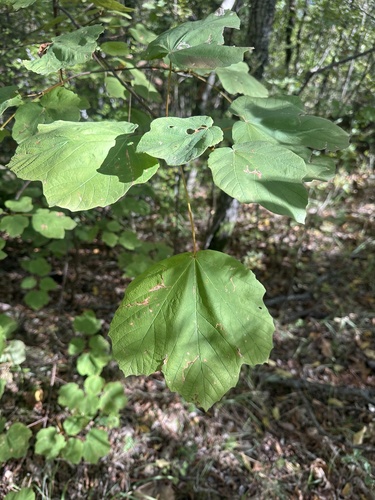 Italian maple