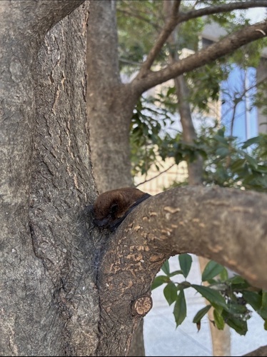 Evening Bat observed by britney68