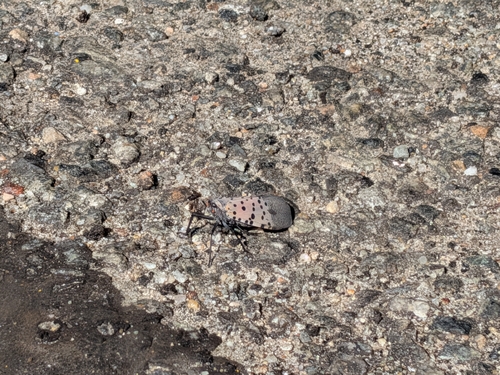 Spotted Lanternfly