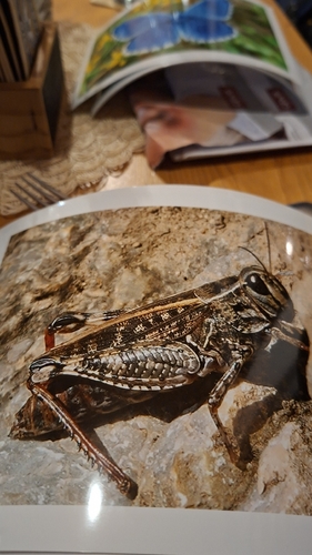 Italian locust